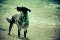 Wags & Waves-19