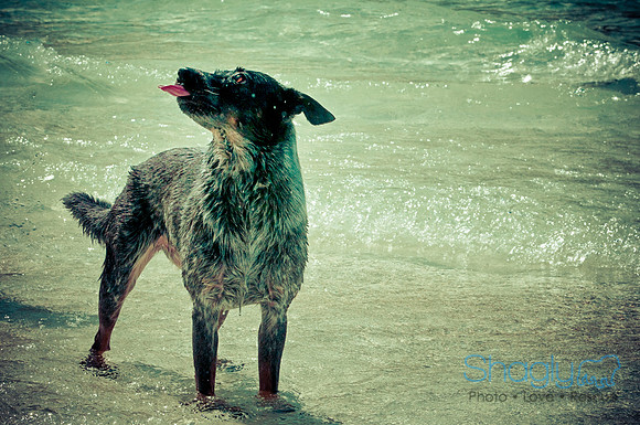 Wags & Waves-19