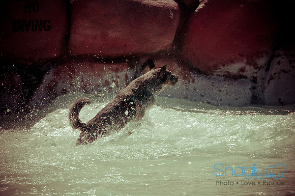 Wags & Waves-55