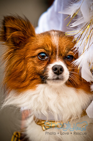 Turtle Creek Pet Parade-14