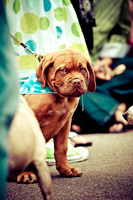 Turtle Creek Pet Parade-18