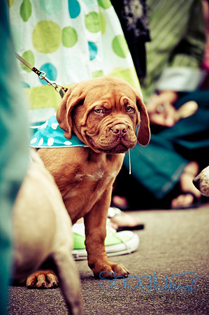 Turtle Creek Pet Parade-18