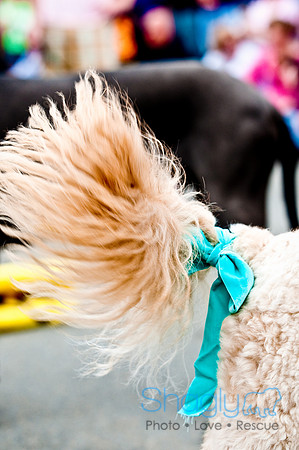 Turtle Creek Pet Parade-13