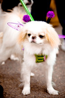 Turtle Creek Pet Parade-16