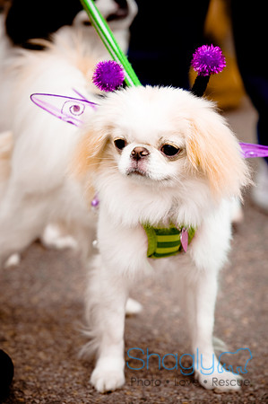 Turtle Creek Pet Parade-16