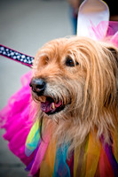 Turtle Creek Pet Parade-19