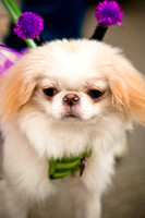 Turtle Creek Pet Parade-15