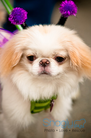 Turtle Creek Pet Parade-15