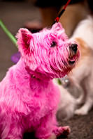 Turtle Creek Pet Parade-10