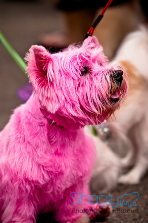 Turtle Creek Pet Parade-10