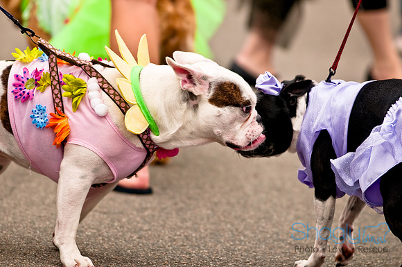 Turtle Creek Pet Parade-7