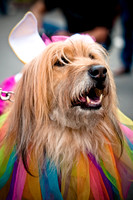 Turtle Creek Pet Parade-20