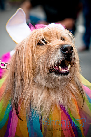 Turtle Creek Pet Parade-20