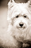 Turtle Creek Pet Parade-8