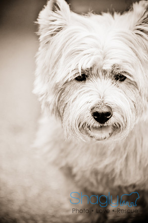 Turtle Creek Pet Parade-8
