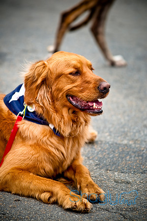 Turtle Creek Pet Parade-6