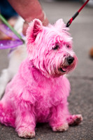 Turtle Creek Pet Parade-12