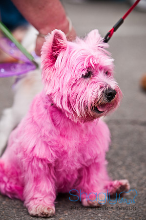 Turtle Creek Pet Parade-12