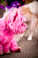 Turtle Creek Pet Parade-9