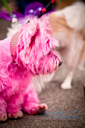 Turtle Creek Pet Parade-9