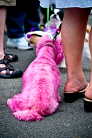 Turtle Creek Pet Parade-3