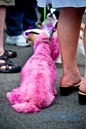 Turtle Creek Pet Parade-3