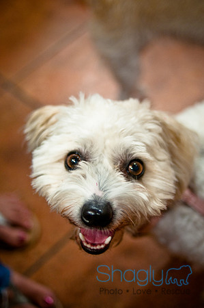 Mutt Mixer-26