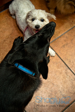 Mutt Mixer-21