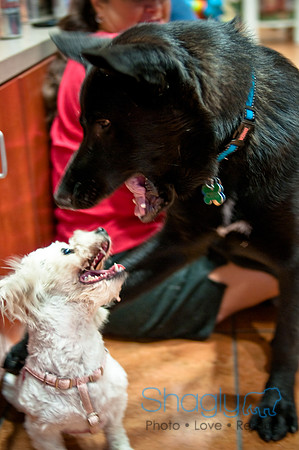 Mutt Mixer-22