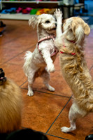 Mutt Mixer-15