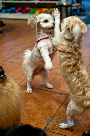 Mutt Mixer-15