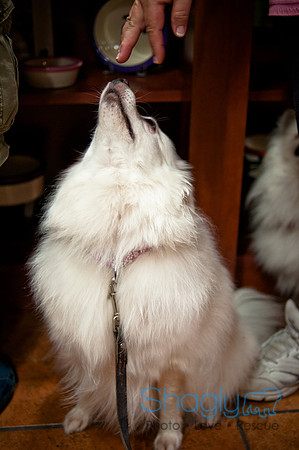 Mutt Mixer-39