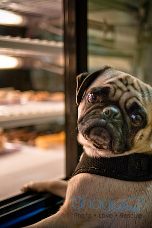 Mutt Mixer-51