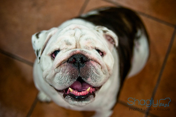 Mutt Mixer-43
