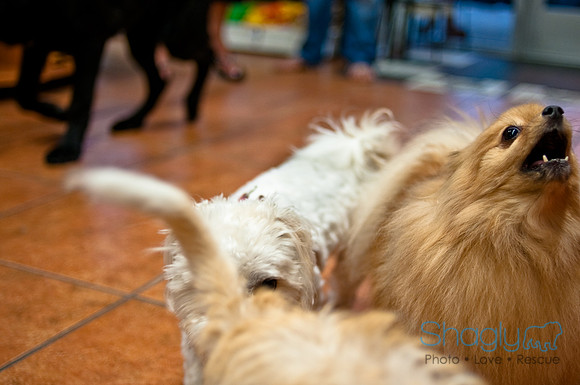 Mutt Mixer-18