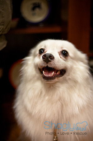 Mutt Mixer-40