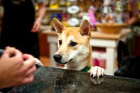 Mutt Mixer