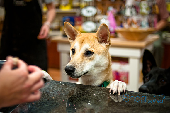 Mutt Mixer