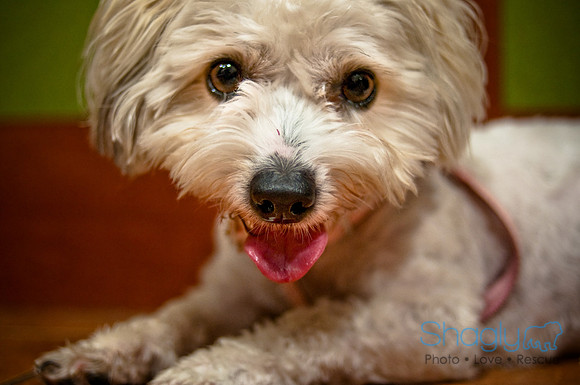 Mutt Mixer-25