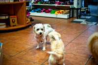 Mutt Mixer-12