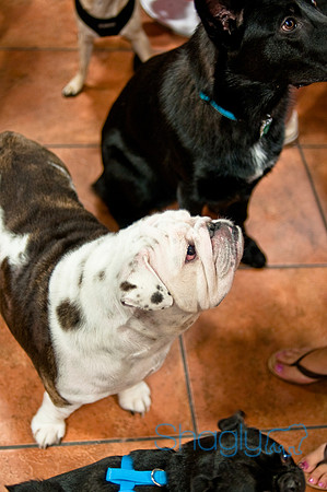 Mutt Mixer-31