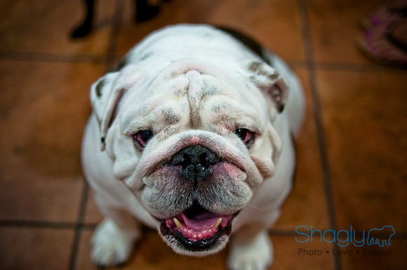 Mutt Mixer-44