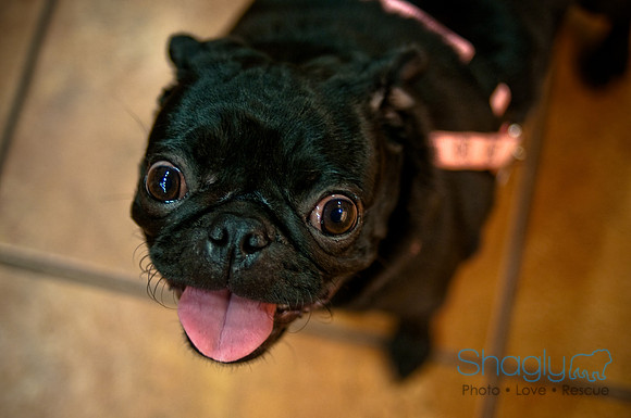 Mutt Mixer-36