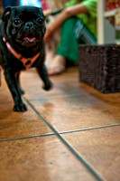 Mutt Mixer-11