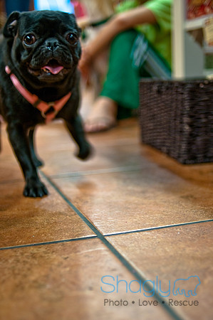 Mutt Mixer-11