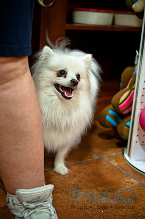 Mutt Mixer-41