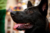Mutt Mixer-6
