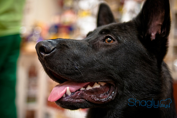 Mutt Mixer-6