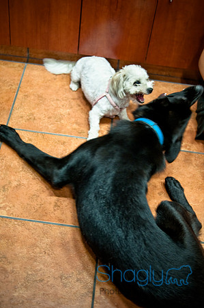 Mutt Mixer-23
