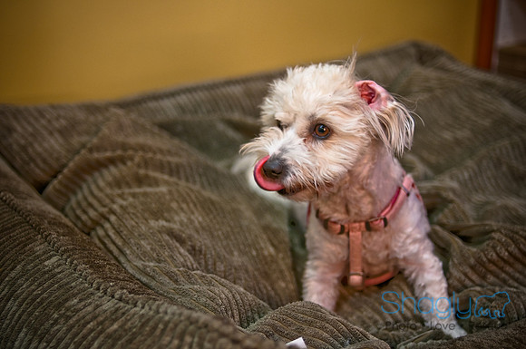 Mutt Mixer-57